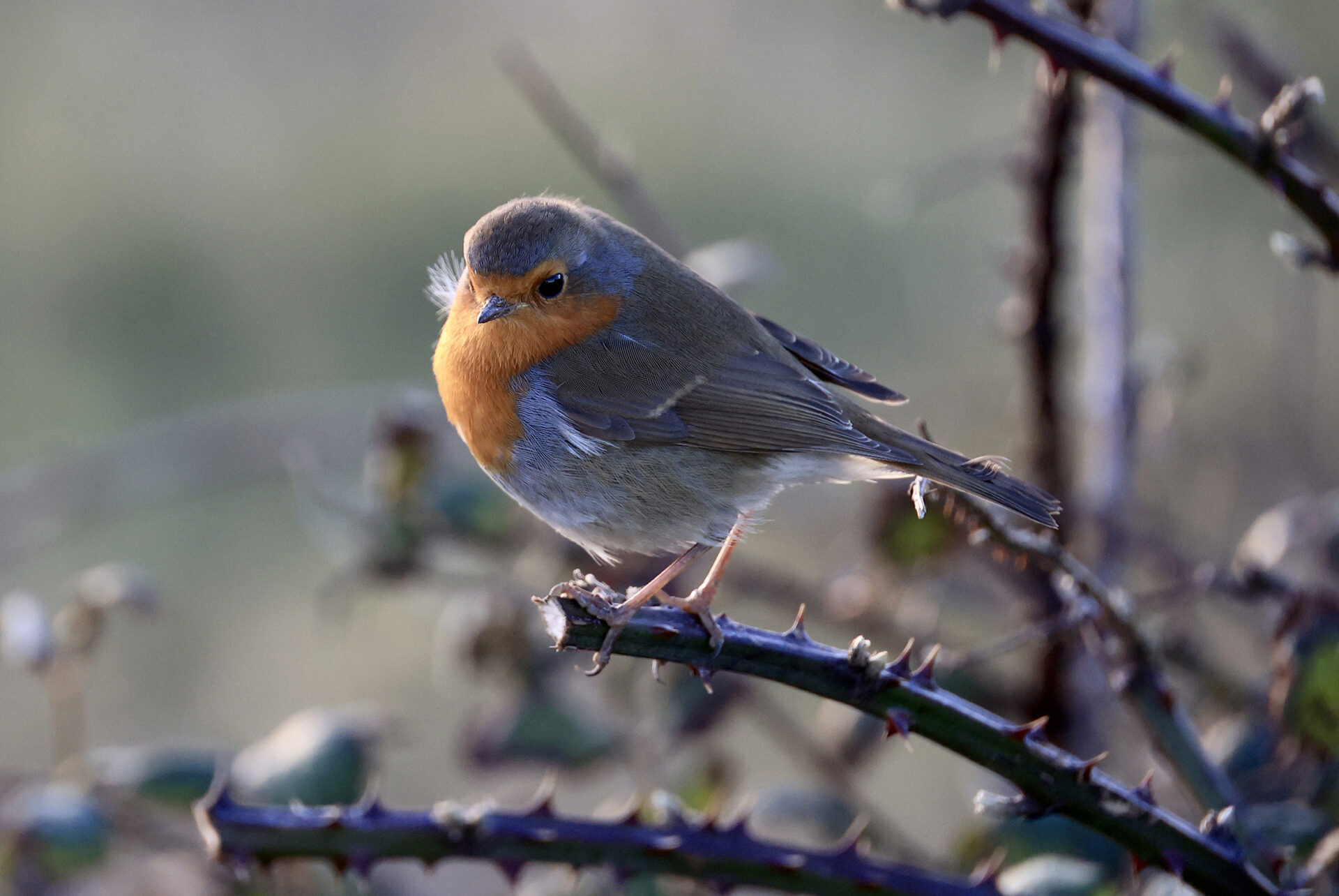 Rye Rye Robin Another award for Rye Harbour Nature Reserve | Rye News
