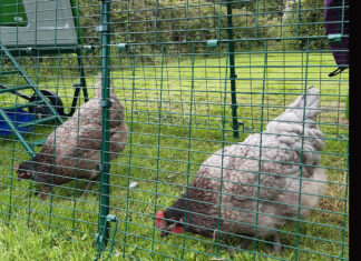 Help needed to find the stolen chickens