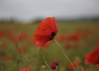 The story behind the poppy appeal