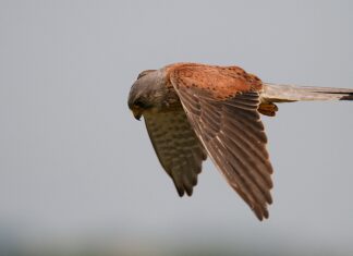 Top award for hunting Kestrel photographer