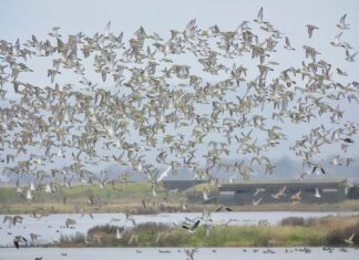 Golden tickets for wildlife spectacular