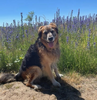 Dog-friendly Rye | Rye News
