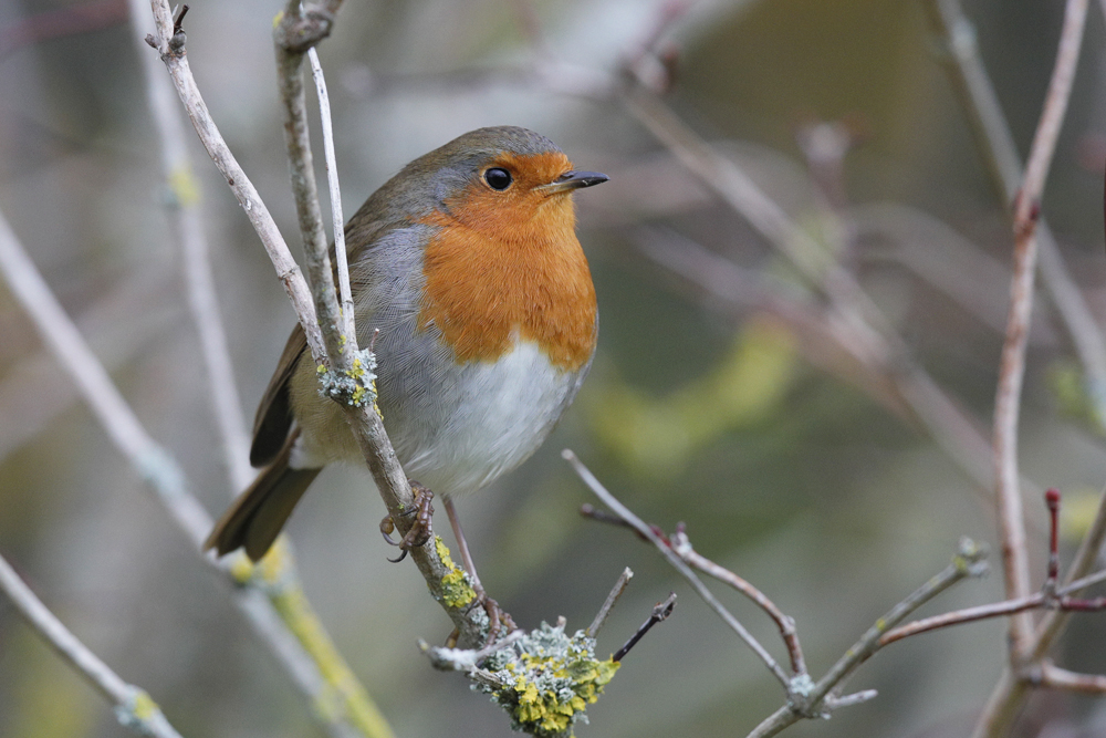 Rye Rye Robin Come on you Robins! | Rye News