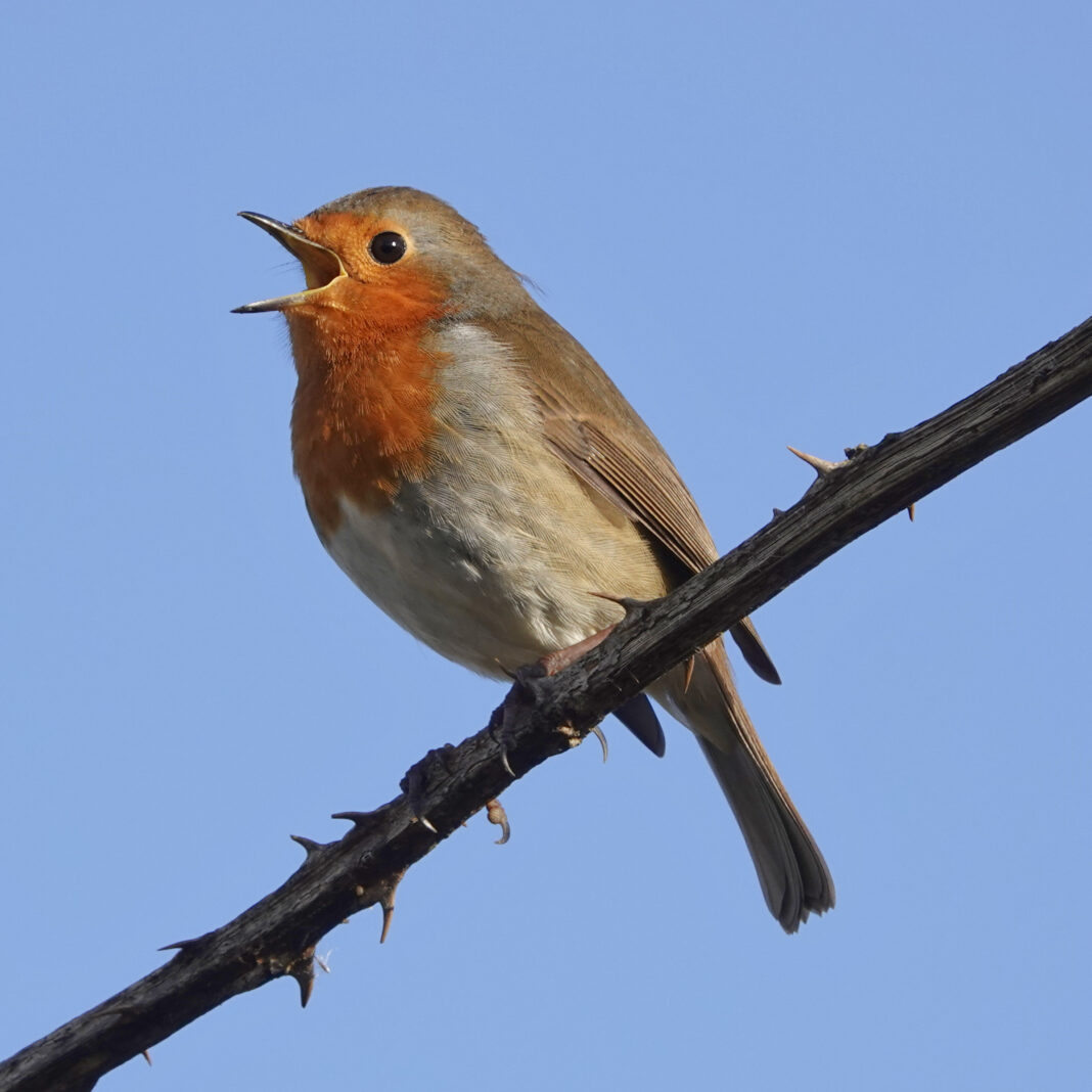 Rye Rye Robin Come on you Robins! | Rye News