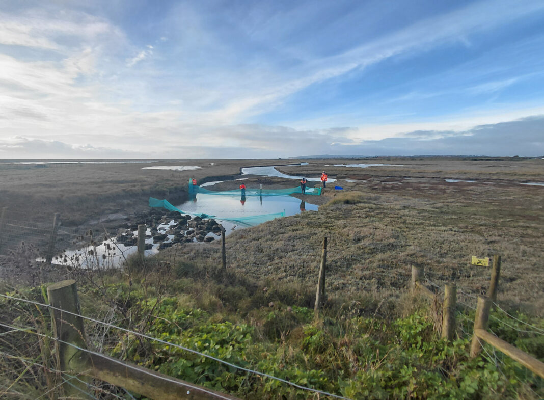 TrappingBiobeads_c_PaulTinsley-Marshall (1)