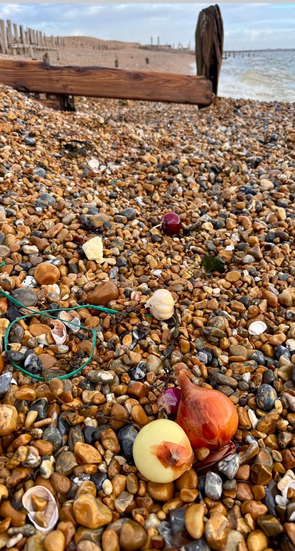 Onions and garlic washed up from shipping containers on Winchelsea Beach