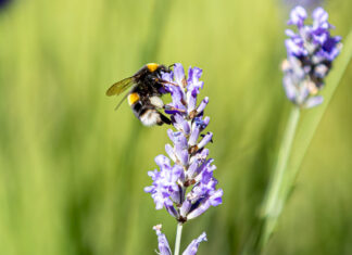 Open Gardens in Winchelsea Beach