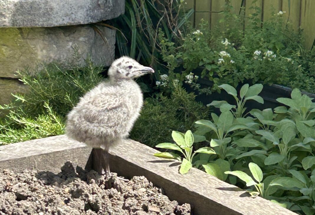Baby Gull I