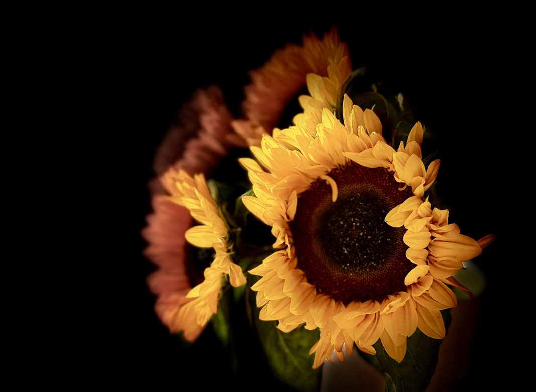 Sunflowers IMG_3384