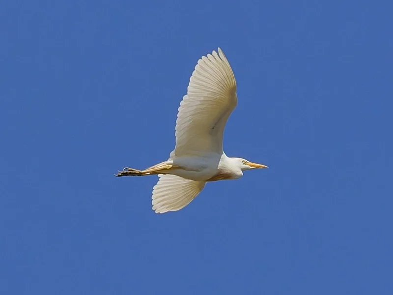 cattle-egret-in-flight-david-rowlands-w800h600