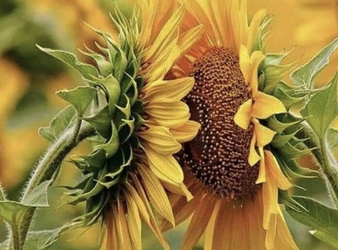 Sunflowers are sign of hope